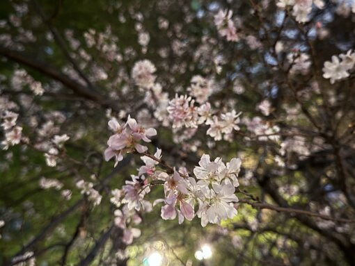 EIJI(ｴｲｼﾞ) 10月の桜