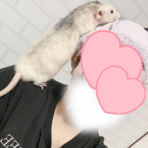 TSUZURU(ﾂﾂﾞﾙ) 趣味:ネズミを吸うこと