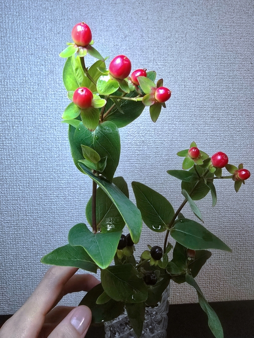 SHINYA(ｼﾝﾔ) 心を鎮める、小さな赤い実❤️