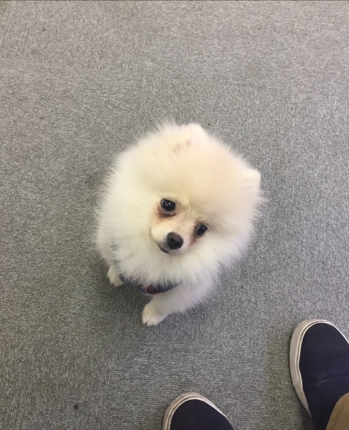 HULK(ﾊﾙｸ) 睨まれてる🧞‍♂️