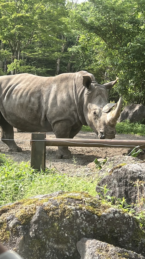 HULK(ﾊﾙｸ) デカくて強い🧞‍♂️
