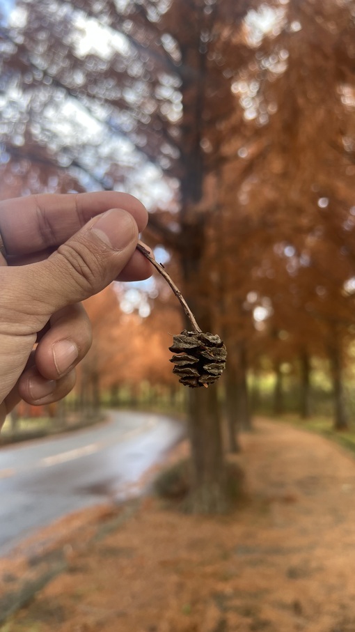 HULK(ﾊﾙｸ) 秋🧞‍♂️