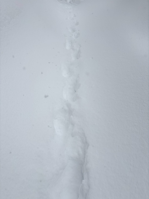 TOUKA（ﾄｳｶ） 大雪▶︎こんな日は🏩