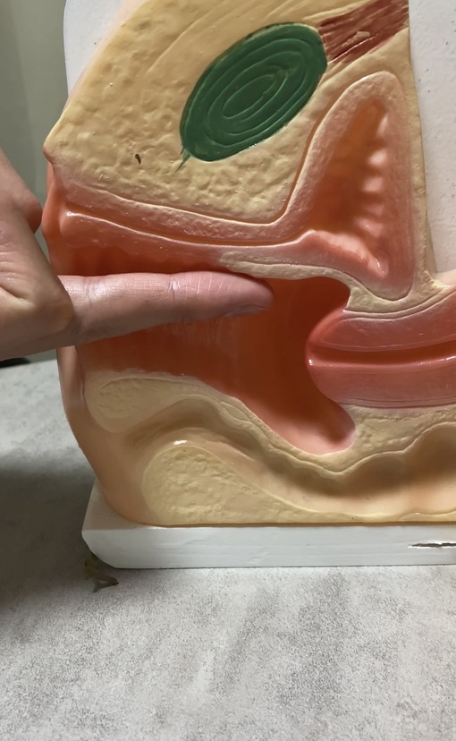 JIN(ｼﾞﾝ) 今日も磨いてます✨