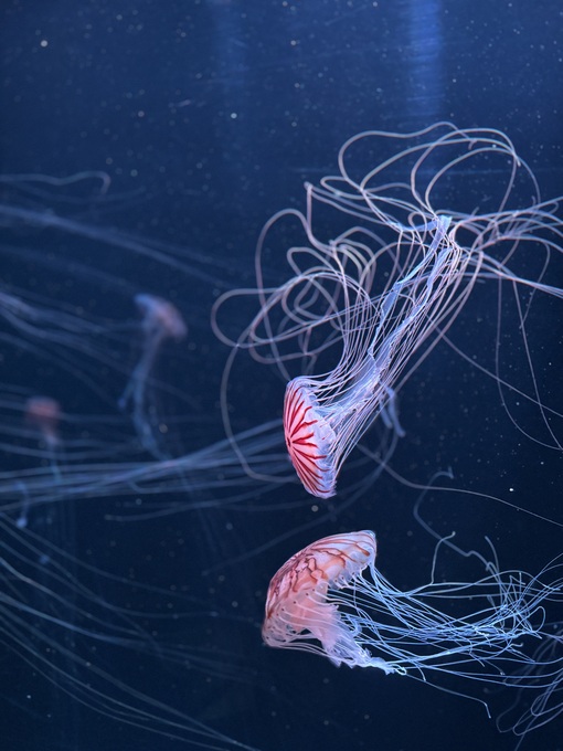 TOUKA（ﾄｳｶ） 癒しの空間🪼