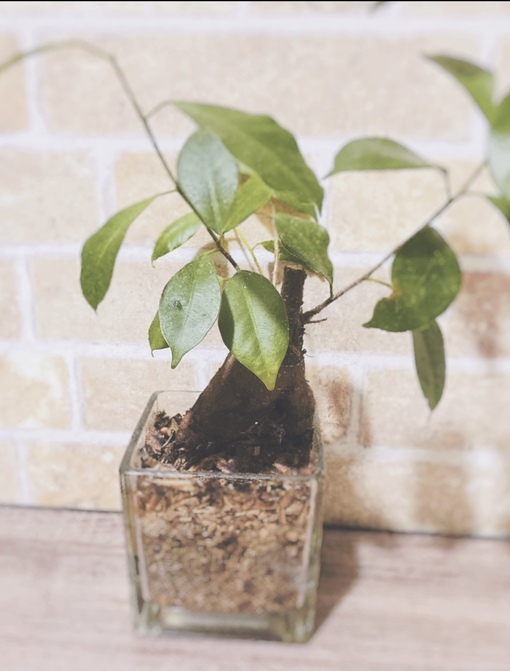 YUNO(ﾕﾉ) シフト更新しました✨