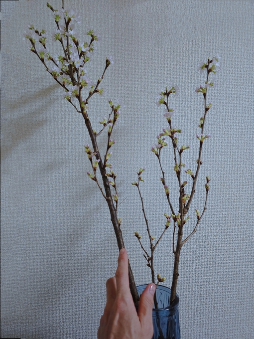 SHINYA(ｼﾝﾔ) 静かに咲く人へ🌸