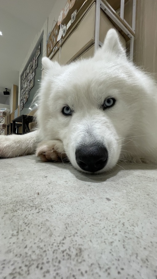 TSUKASA(ﾂｶｻ) ワンチャンタイム🐶