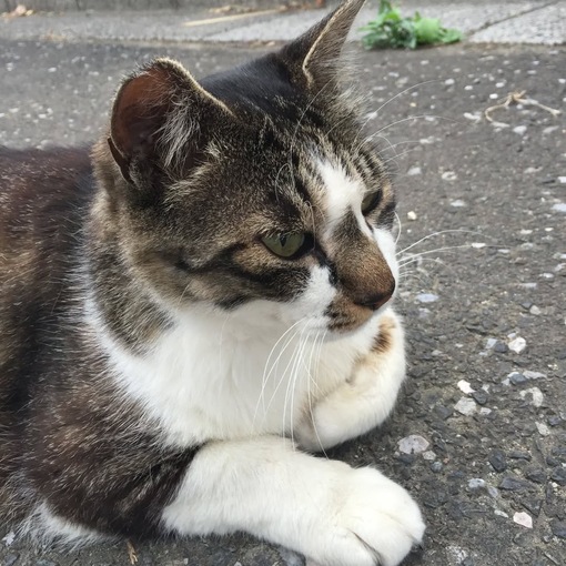 TSUKASA(ﾂｶｻ) 猫ちゃん発見😼