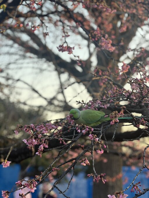 HULK(ﾊﾙｸ) 名前知らない鳥🧞‍♂️