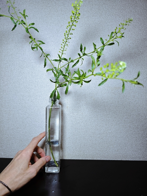 SHINYA(ｼﾝﾔ) 小さな癒し🍀