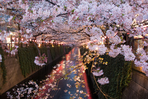 RITO(ﾘﾄ) お花見してみたい