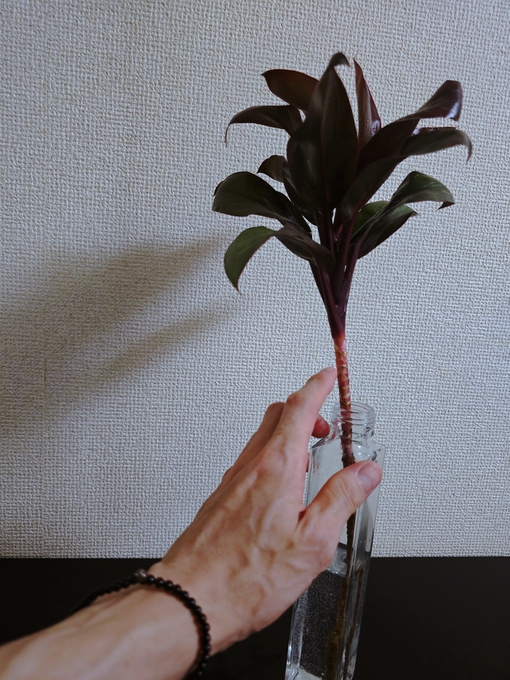 SHINYA(ｼﾝﾔ) 咲いてなくても、満たされるもの。