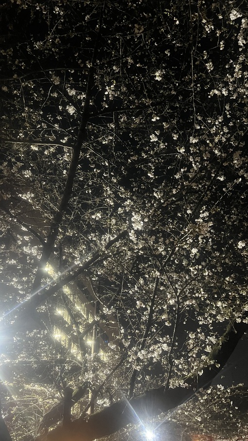 HULK(ﾊﾙｸ) 桜🧞‍♂️