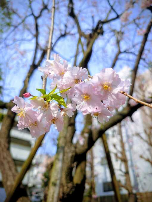 HUTO(ﾌｳﾄ) お花見デートとか...🌸