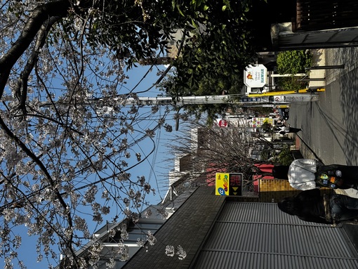 HARUKA(ﾊﾙｶ) 出会いと別れの季節