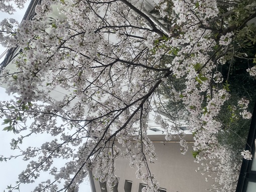 UMI(ｳﾐ) 雨と桜