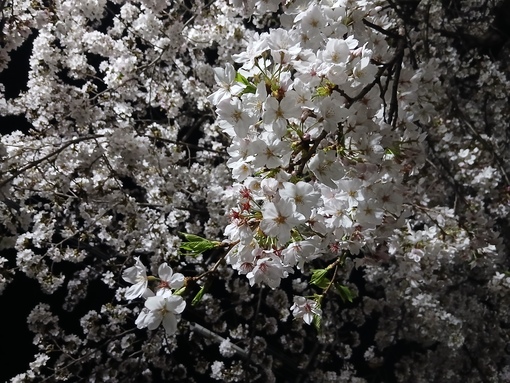 YUMA(ﾕｳﾏ) １３時から難波で待機してます　花見デートしよ