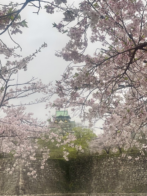 UMI(ｳﾐ) 桜キャス