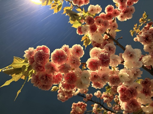 ITSUKI(ｲﾂｷ) 雨の中散歩中