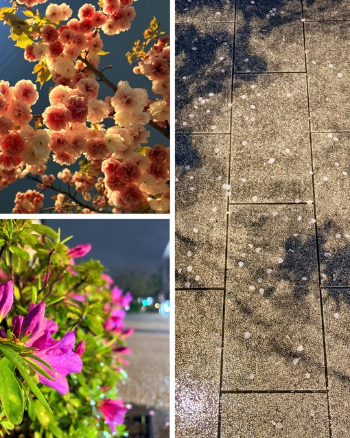 ITSUKI(ｲﾂｷ) 雨の日の収穫