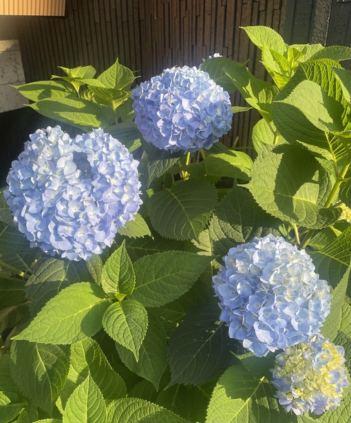 UMI(ｳﾐ) 紫陽花を見ながら