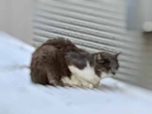 ITSUKI(ｲﾂｷ) きみはもしや？！！🐈