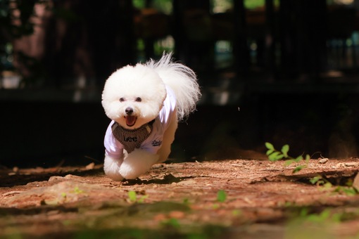 KEI(ｹｲ) 犬派か猫派か