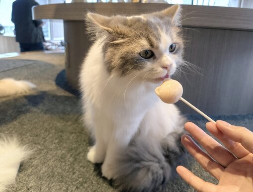 AKI(ｱｷ) 猫と暮らしたい