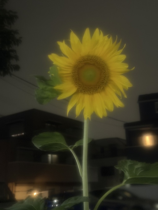 NERU（ﾈﾙ） 夏の終わり🌻