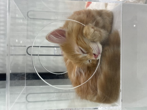 CHIHARU(ﾁﾊﾙ) 天使がいました🐈