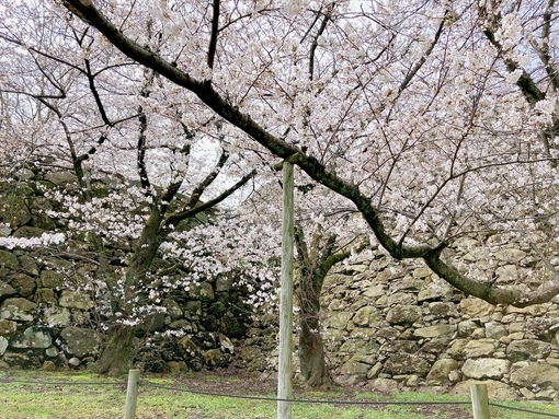 SAKUYA(ｻｸﾔ) 桜と石垣