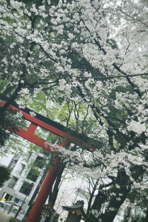 REO(ﾚｵ) 桜