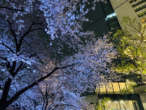 AINOSUKE(ｱｲﾉｽｹ) 夜桜満開🌸